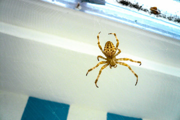 Spider araneus on the web.