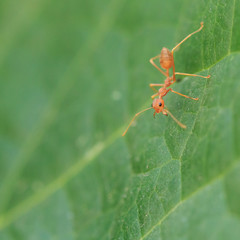 Red ant on green leaf, Macro photo.