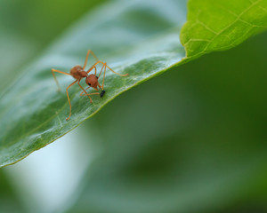 Red ant on green leaf, Macro photo.