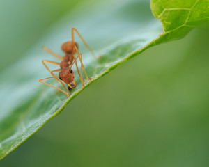 Red ant on green leaf, Macro photo.