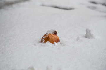 Fresh pomegranates on snow background