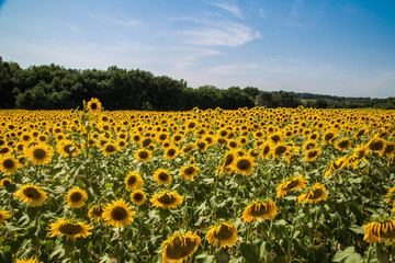 Wunderschönes Sonnenblumenfeld, wunderschönes Lavendelfeld im Sommer