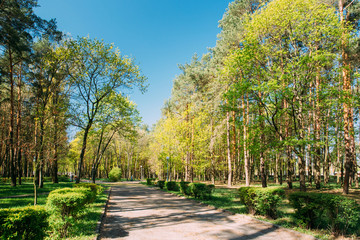 Fototapeta na wymiar Paved Path For Walking Passing Through Park Forest. Sunny Spring