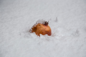 Fresh pomegranates on snow background