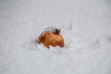 Fresh pomegranates on snow background