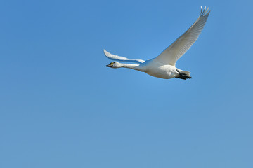 白鳥の飛翔