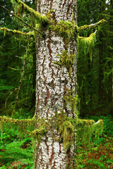 a picture of an exterior Pacific Northwest mossy Hemlock tree
