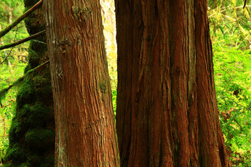 a picture an exterior Pacific Northwest old growth Red cedar trees