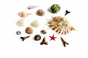  different sea shell, starfish, shark teeth. lie on white background isolated. sea, summer, beach.