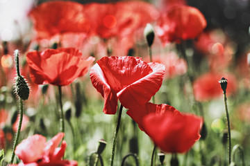 Obraz premium poppy field