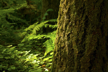 a picture of an exterior pacific Northwest forest with Douglas fir trees