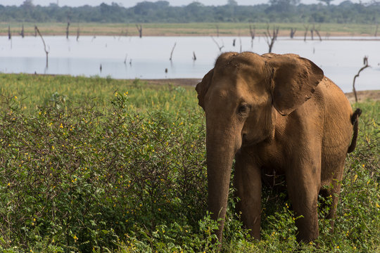 Fototapeta Éléphant sauvage, Uda Walawe, Sri Lanka