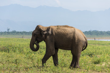 Fototapeta na wymiar Éléphant sauvage, Udawalawe, Sri Lanka