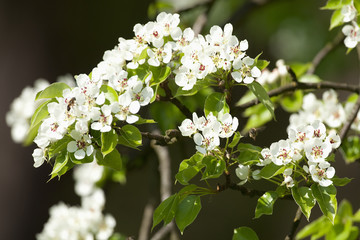 Closeup of Cherry Flower at Blossom