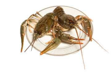 Boiled crayfish  on the plate. isolated on whitе