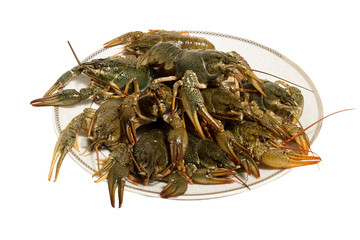 Boiled crayfish  on the plate. isolated on whitе