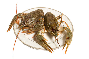 Boiled crayfish  on the plate. isolated on whitе