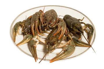 Boiled crayfish with dill on the plate. isolated on whitе
