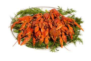 Boiled crayfish with dill on the plate. isolated on whitе