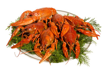 Boiled crayfish with dill on the plate. isolated on whitе