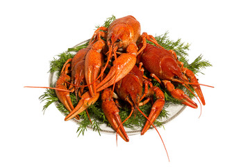 Boiled crayfish with dill on the plate. isolated on whitе