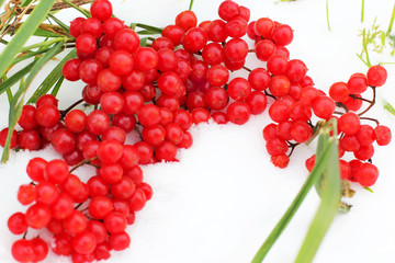 Winter Frozen Viburnum Under Snow. Viburnum In The Snow. First snow. Autumn and snow.