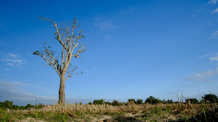 Fototapeta na wymiar big alone tree in the rice field