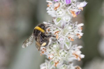 Hummel