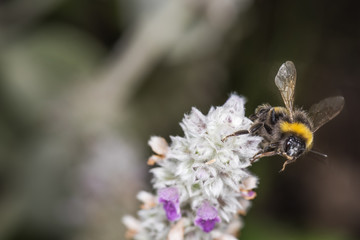 Hummel
