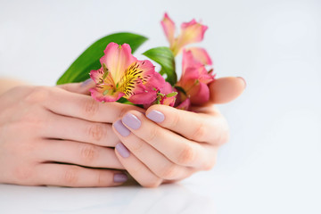 Hands of a woman with dark red manicure on nails and flowers alstroemeria on a white background