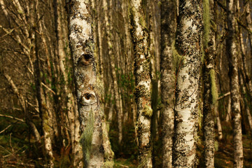 a picture of an exterior Pacific Northwest forest of Alder trees in winter