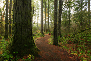 a picture of an exterior Pacific Northwest forest hiking trail