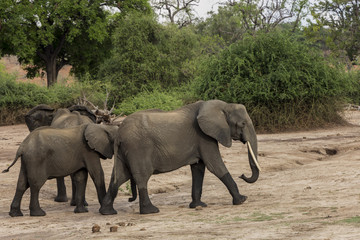 Herd of Elephants drinking water at Chobe National Park, Botswana