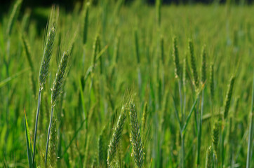 Rye field with detailed blooming rye spikes. Unripe harvest. Agriculture background