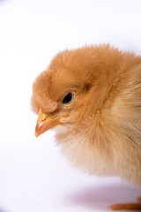 Yellow chick
