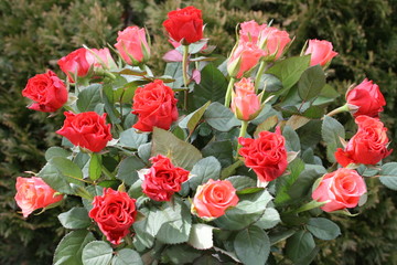 Fototapeta premium Blumenstrauß, Rosen