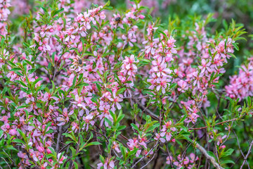 Dwarf Russian almond