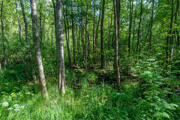Fototapeta na wymiar Summer morning in a green forest