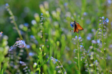 Butterfly on blue tiny flower in the meadow. Beautiful floral background with copy space