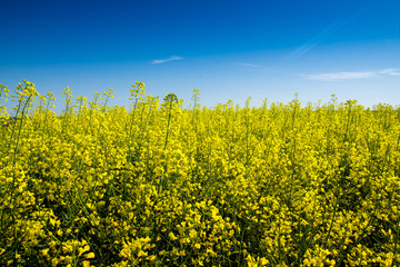 Yellow fields of .oilseed rape