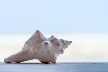 Obraz na płótnie Canvas Sea shells as background