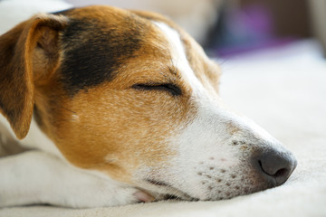 Close up jack russell terrier dog sleeping muzzle portrait on the beige background, selective focus, shallow depth of field