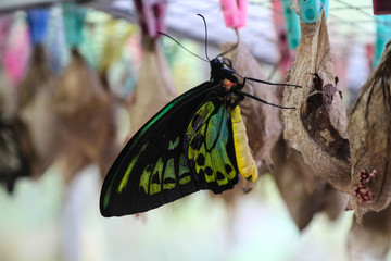 Fototapeta premium riesiger tropischer Schmetterling mit Cocon