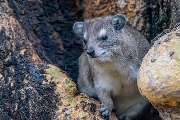 Tree hyrax or Dendrohyrax arboreus