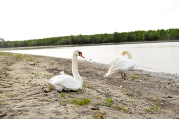 Two swans