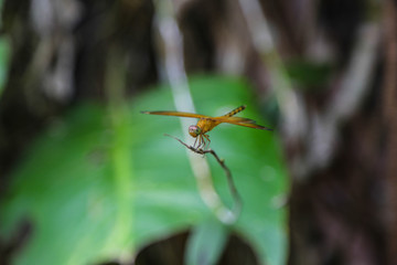 kleine braune Libelle