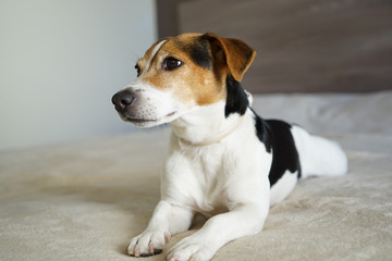 Portrait of jack russell terrier dog on the beige background. Cute jack russell terrier lying on the beige blanket