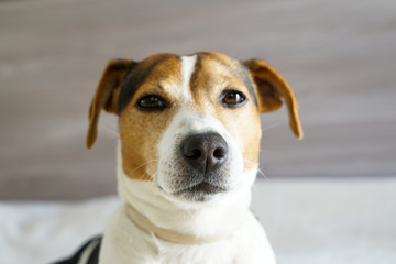 Portrait of jack russell muzzle, focus on the nose, shallow depth of field