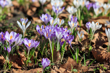 The flowers of saffron in the woods, lit by the spring sun