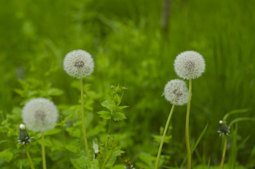 Dandelion with green background
